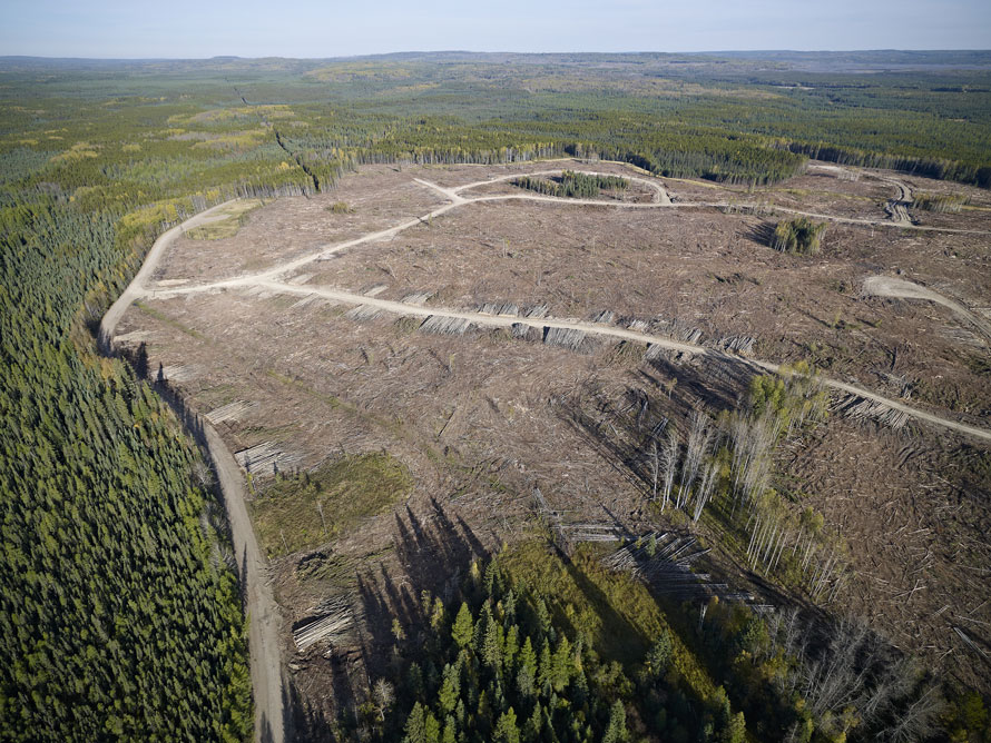 Block shapes mimic natural disturbances such as forest fires.